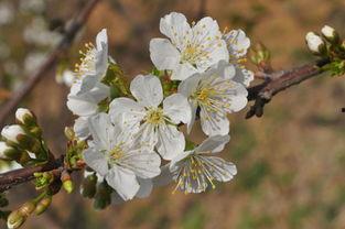 樱桃花的资料,春日里的浪漫使者与自然之美