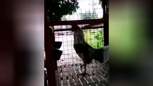 搞笑骷髅视频配音,搞笑骷髅视频配音大揭秘