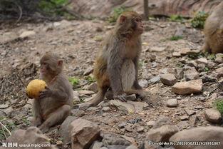 猕猴照片,灵动的森林精灵